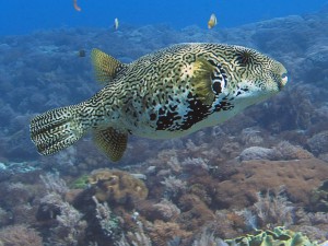 pufferfish diving bali