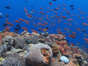 coral garden diving bali