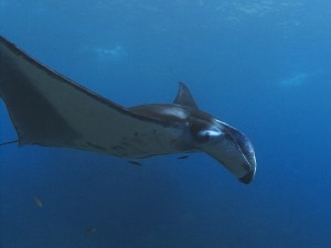 manta ray diving Bali