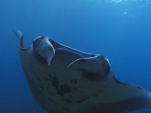 manta ray diving Bali