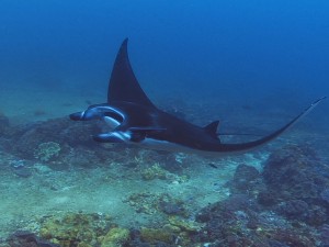 manta ray diving Bali at manta point