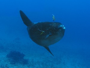mola mola ocean sunfish diving bali
