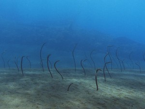 eel garden diving bali
