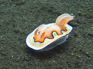 Nudibranch (голожаберный моллюск) в Tulamben