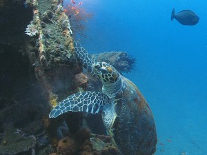 sea turtle diving bali
