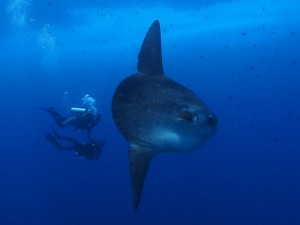 mola mola diving Bali