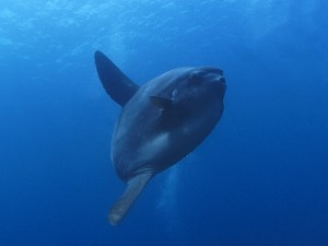 Mola Mola diving Bali