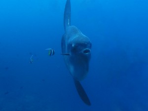 Mola Mola diving Bali