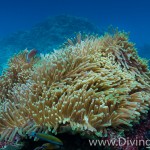 anemon diving Bali