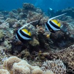 banner fish diving Bali