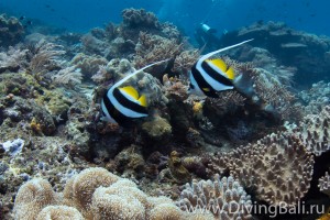 banner fish diving Bali