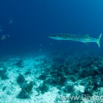 barracuda diving Bali