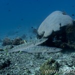 barracuda diving Bali