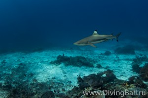 blacktip shark diving Bali