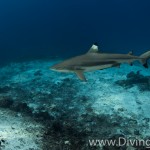 blacktip shark diving Bali