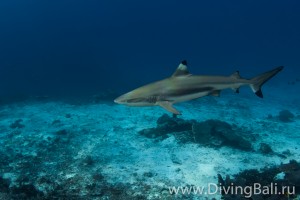 черноперая рифовая акула дайвинг на Бали