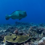 bumphead parrotfish diving Bali