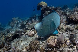 humphead parrotfish diving Bali