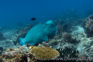 bumphead parrotfish diving Bali