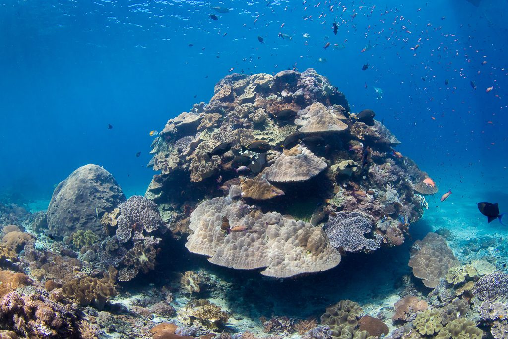 Огромный коралл в Crystal Bay дайвинг на бали
