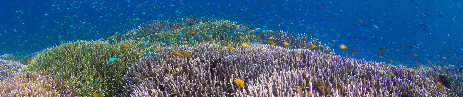 коралловый риф дайвинг на бали