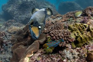 Спинорог triggerfish дайвинг на Бали
