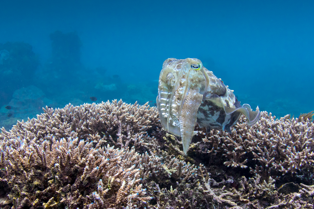 Каракатица (Cuttlefish) в Джепун (Jepun)