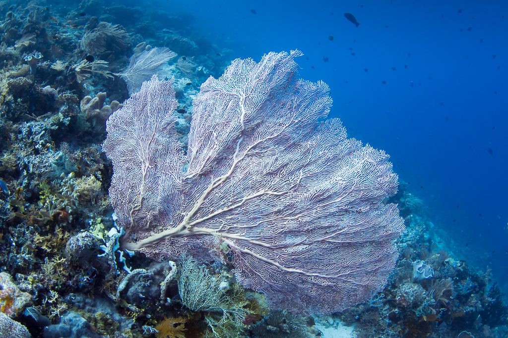Веерный коралл или горгонария, дайвиг на Бали