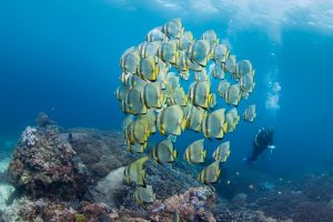 Стая платаксов (Batfish) в Сакенан (Sakenan)