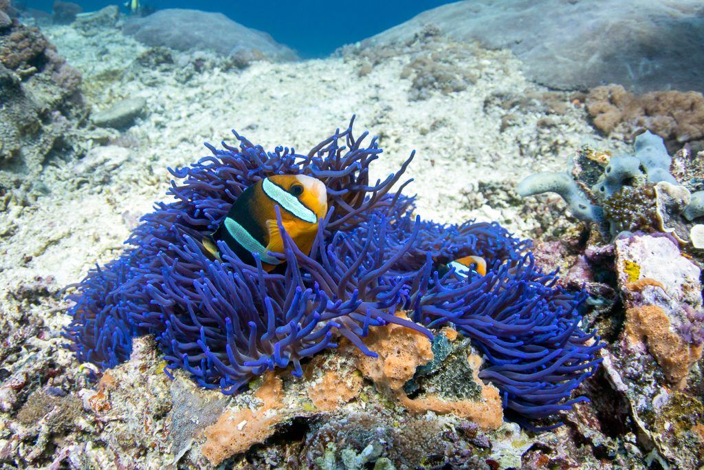 Clownfish (рыба клоун) в синем anemone в SD Point, PED