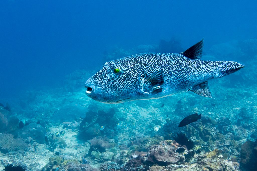 Pufferfish (аротрон) в SD Point, PED