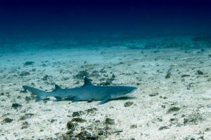 Белоперая рифовая акула. Дайвинг на Бали.