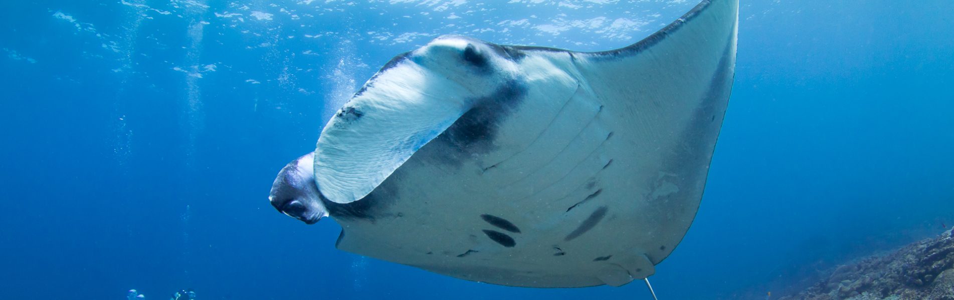 cropped-manta-diving-na-bali-head-new-2.jpg