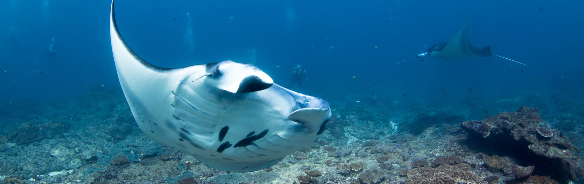 cropped-manta-diving-na-bali-head-new.jpg