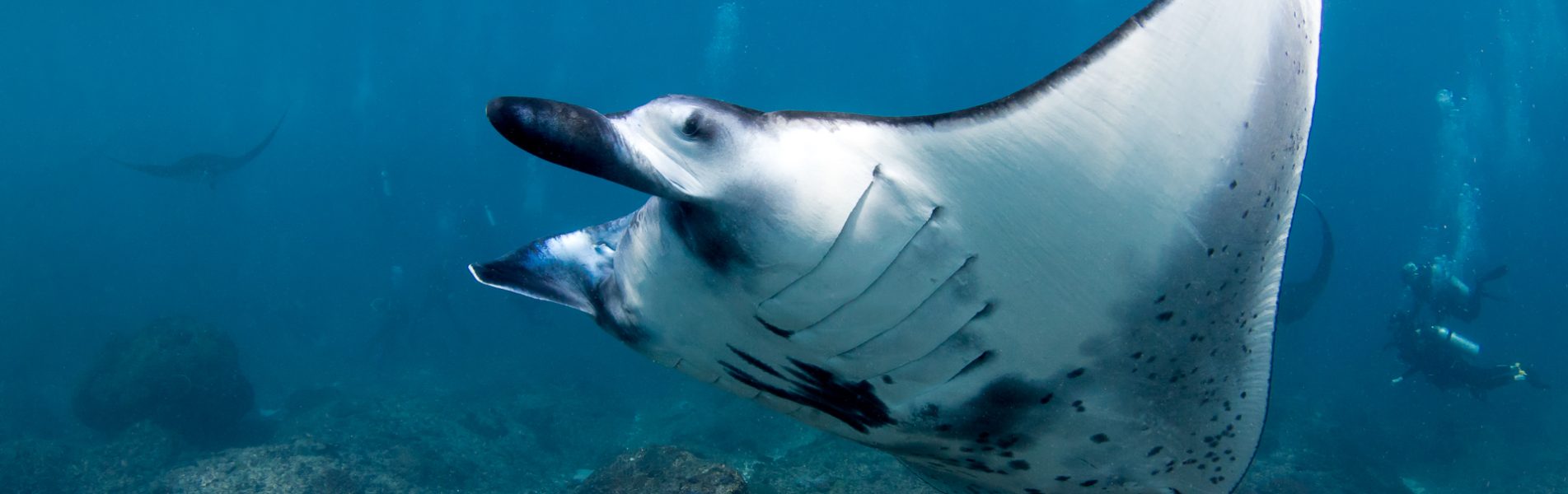 cropped-manta-full-width-5-2.jpg