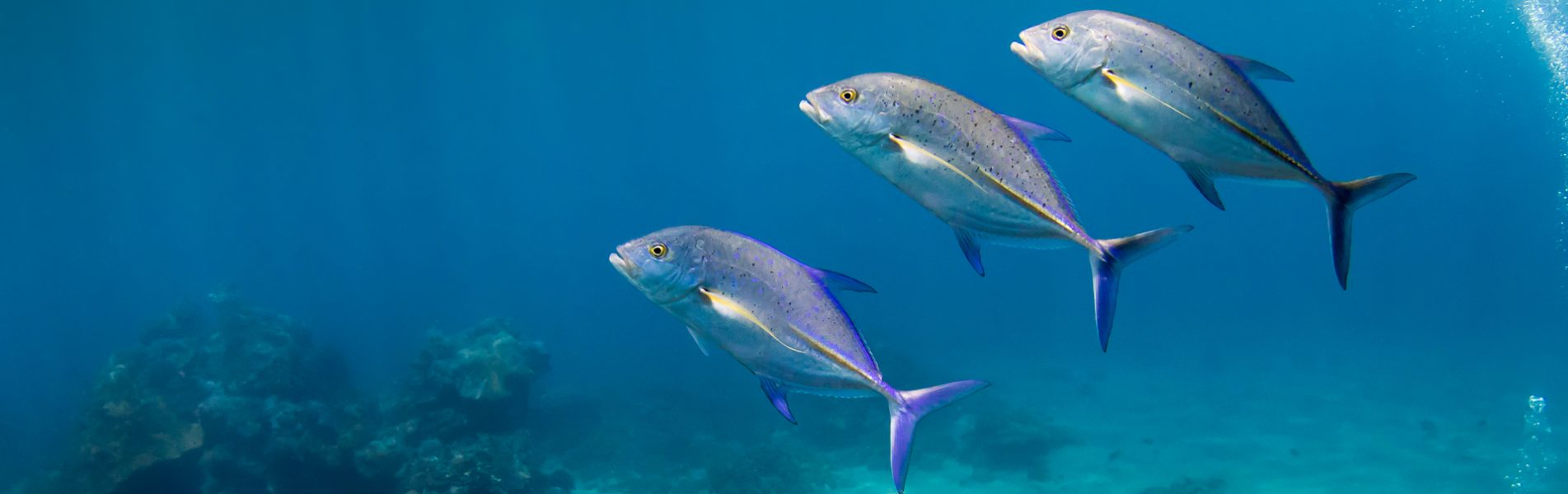 cropped-trevally-diving-na-bali-head-new-2.jpg
