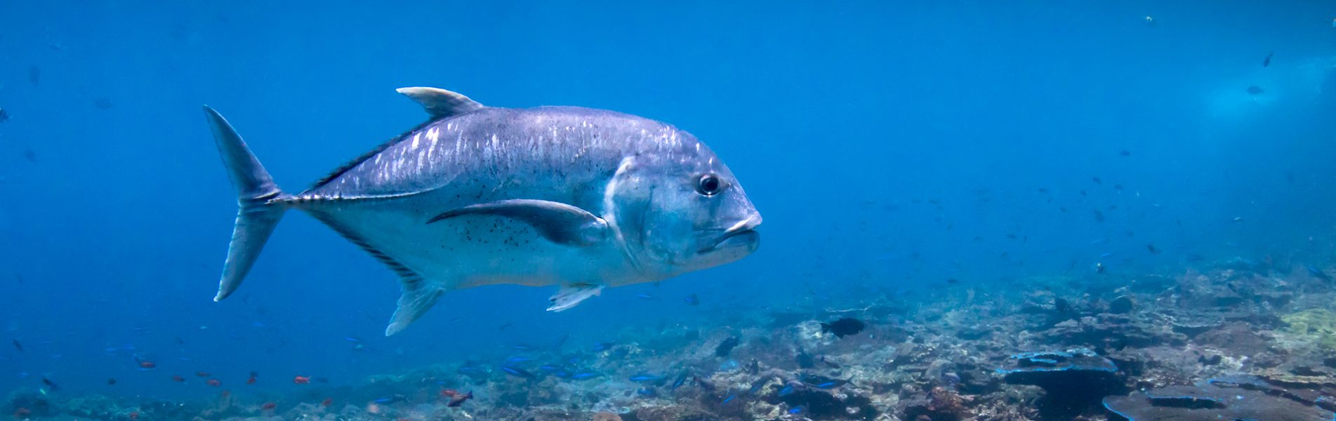cropped-trevally-diving-na-bali-head-new.jpg