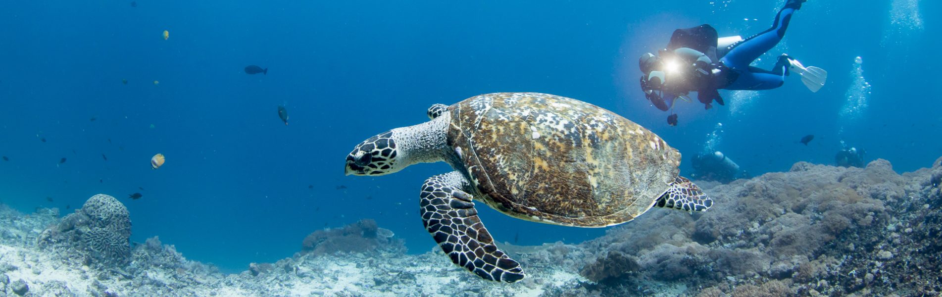 cropped-turtle-diving-na-bali-head-new.jpg